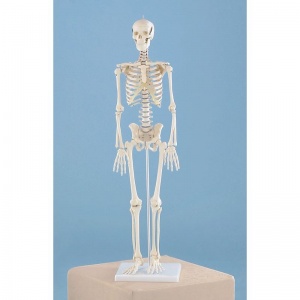 Miniature Model Skeleton Patrick
